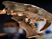 હજારો વર્ષ પહેલા નરસંહારનો ભોગ બનનાર લોકો ઉઠાવી ગયા હતા.