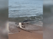 ઓસ્ટ્રેલિયાઃ શાર્ક મગરનો શિકાર કરતી હોવાનો વીડિયો સામે આવ્યો છે
