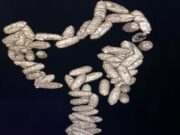 પેટમાં છુપાયેલા 14 કરોડ રૂપિયાના કોકેઈન સાથે કેન્યાની મહિલાની ચેન્નાઈ એરપોર્ટ પર ધરપકડ, આ રીતે થયો ખુલાસો