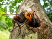 હત્યારા ઘેટાં સામેના યુદ્ધમાં અમેરિકાની સફળતાઃ નિયમિતપણે ઉજવવામાં આવે છે