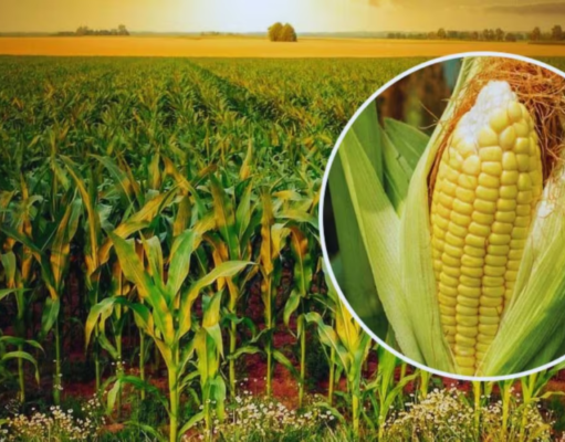 કૃષિ યુનિવર્સિટી તરફથી નવી ભેટ: લીલા ચારા માટે ઉચ્ચ ગુણવત્તાની પ્રોટીન મકાઈ.