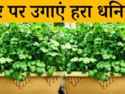 ગાર્ડનિંગ ટિપ્સ: હવે ઘરે જ ઉગાડો તાજી અને સ્વાદિષ્ટ કોથમીર, જુઓ સરળ રીત