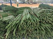 ડ્રમસ્ટિક ફાર્મિંગ 2024: ડ્રમસ્ટિક ફાર્મિંગ ખેડૂતો માટે ખૂબ જ નફાકારક છે, ખેતી કેવી રીતે કરવી તે જાણો!