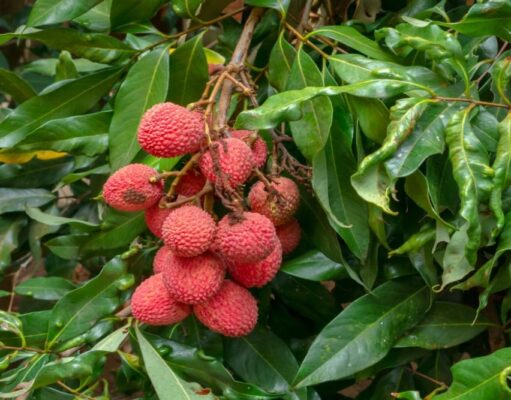 લીચીની ખેતી 2024: લીચીની ખેતી કરતી વખતે આ બાબતોનું ધ્યાન રાખો, ઉત્પાદકતા વધશે!