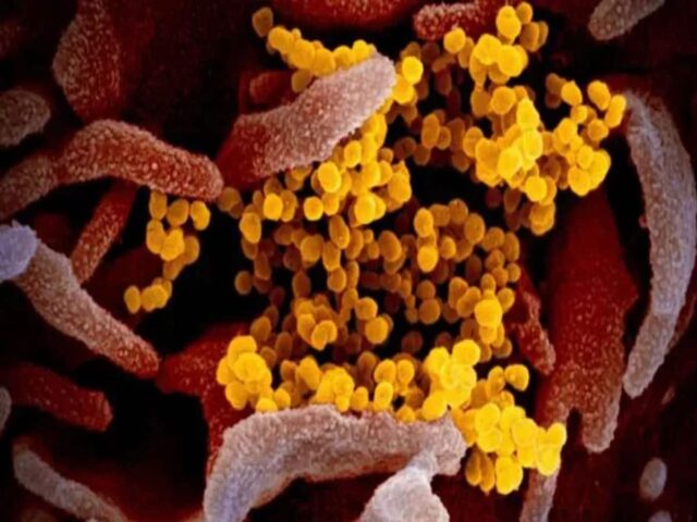 626288-virus3125.jpg