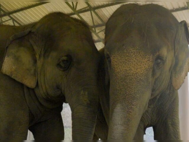 632574-elephant22125.jpg