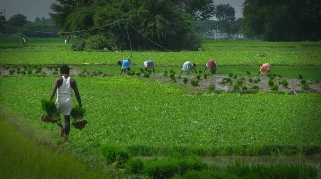 agriculture-sector.webp.webp
