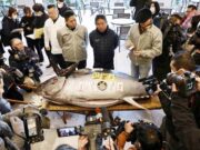 જાપાનમાં 280 કિલોની માછલીની 36 કરોડ રૂપિયાથી વધુમાં હરાજી કરવામાં આવી હતી