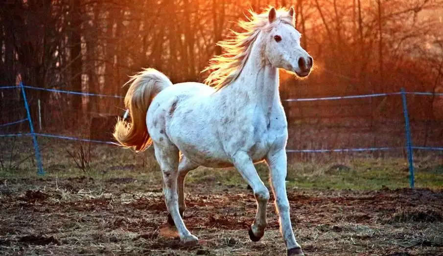 ઘોડાની મૂર્તિ દિશા માટે વિશાળ ટીપ્સ