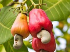 ગામમાં કોઈપણ ડિગ્રી વિના કાજુની ખેતીનો વ્યવસાય શરૂ કરો, પૈસા કમાવો, કેવી રીતે પ્રારંભ કરવું તે જાણો