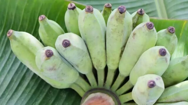 RawBanana03.jpg