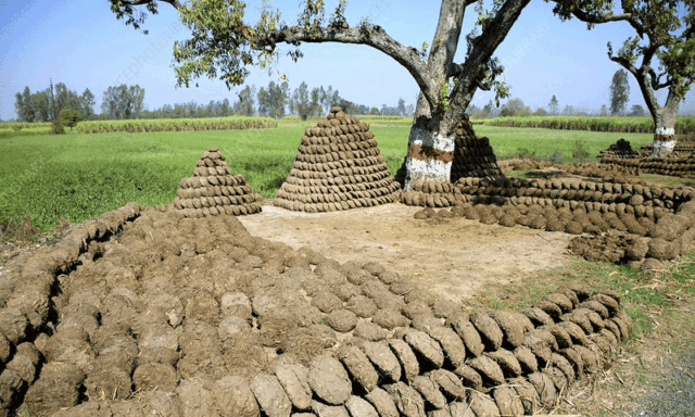 stealing-buffalo-dung.gif