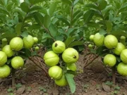 ગુઆવાએ ડાયાબિટીઝના નિયંત્રણમાં, આરોગ્યના કુદરતી વરદાનમાં મદદ કરી