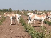 સુરેન્દ્રનગર જિલ્લામાં ઘૂડસરની વસતી વધીને 2705 પહોંચી