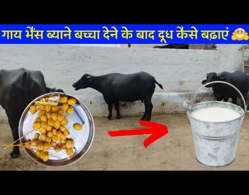 આ સ્વદેશી ટીપ્સ ગાય-બફાલો આપી રહી છે, દૂધ ઓછું આપે છે, દૂધનું ઉત્પાદન 7 દિવસમાં વધશે