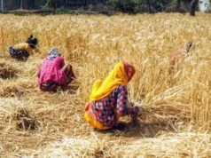 મધ્યપ્રદેશ મહિલા ખેડુતોએ ઇતિહાસ બનાવ્યો, ઘઉં ઘઉં ખરીદવામાં મહત્વપૂર્ણ ભૂમિકા ભજવી