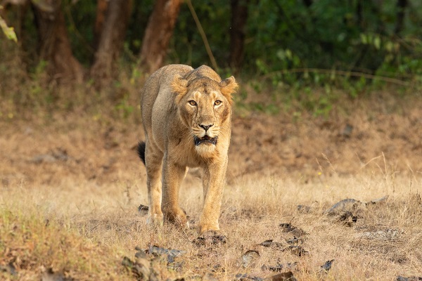 સિંહ-LION-4.jpg