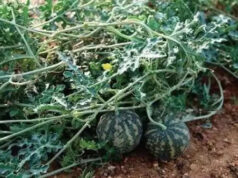 ‘કડવો સફરજન’, medic ષધીય ગુણધર્મોથી ભરેલા, ત્વચાની વિશેષ કાળજી લે છે