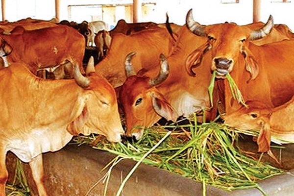 cows1.jpg