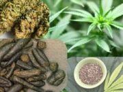 અફીણ, ગાંજો, હાશિશ કે ભાંગ – આમાંથી કયું નશો સૌથી વધારે છે?