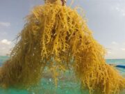 ગુજરાતની ‘બ્લુ રિવોલ્યુશન’: દરિયામાં ઉગતી નવી સમૃદ્ધિ એટલે સીવીડની ખેતી