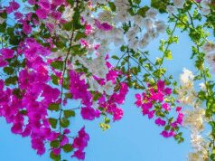 બોગનવિલા ફૂલ: માત્ર સુંદર જ નહીં, પરંતુ ઔષધીય ગુણોનો ખજાનો, દાંડીથી મૂળ સુધી ફાયદાકારક છે.