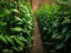 દેશાવરી પાન ઔષધીય ગુણોથી ભરપૂર છે, પેટની સમસ્યાઓમાં રાહત આપે છે અને મનને શાંતિ આપે છે.