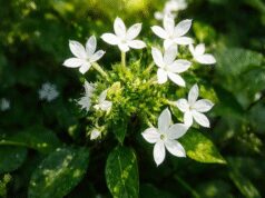 ચિત્રક ખૂબ જ અસરકારક અને શક્તિશાળી ઔષધિ છે, જે પાચનથી લઈને શ્વાસ સંબંધી રોગોમાં ફાયદાકારક છે.