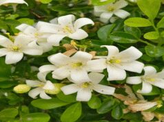 સ્વર્ગમાંથી આવેલા આ છોડમાં તેની સુગંધની સાથે અગણિત ગુણો છે, તે ઊંઘ અને પાચન શક્તિ વધારવામાં મદદ કરશે.