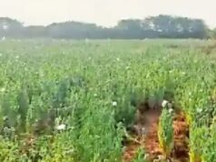 કચ્છના ભીમાસર ગામની સીમમાં બે એકરમાં પોષના ડોડા અને અફિણનું વાવેતર પકડાયું