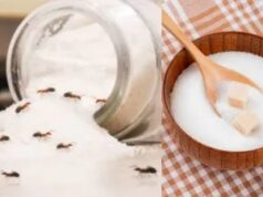 ખાંડના બરણીમાં કીડીઓ: શું કીડીઓ ખાંડના બરણી પર હુમલો કરે છે? અપનાવો આ 5 જાદુઈ ઘરેલું ઉપાય, તમે થોડી જ મિનિટોમાં ભાગી જશો