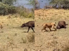 પહેલા ગભરાઈ, પછી ભેંસ જ બની સિંહણનો શિકાર, અત્યાર સુધી લાખો લોકો જોઈ ચૂક્યા છે જંગલનો આ અનોખો વીડિયો.