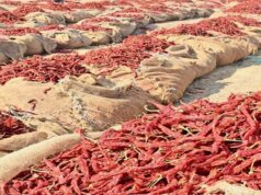 મસાલા ભરવાની સીઝનના ટાણે જ લાલ મરચાના ભાવમાં થયો તોતિંગ વધારો