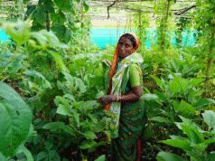 કૃષિ પર્યાવરણીય ગૃહસ્થાનો મધ્ય ભારતમાં મહિલાઓની આવક અને પોષણને પ્રોત્સાહન આપે છે: અહેવાલ