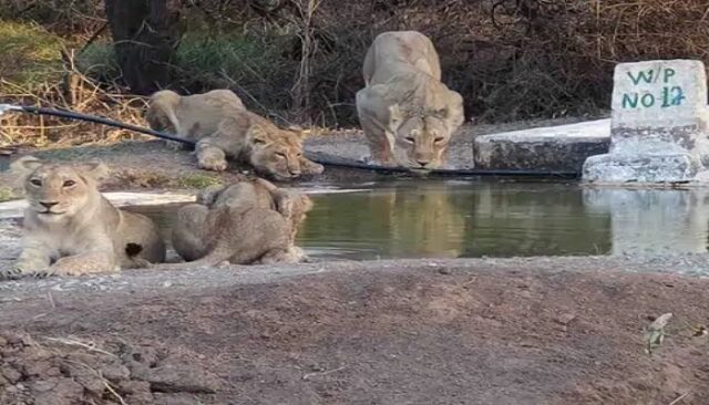 Lion-drinks-water.jpg