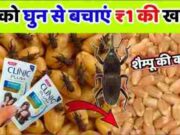 ઘઉંના સંગ્રહની ટીપ્સ: શું ઘઉંને ચેપ લાગે છે? દાદીમાની આ 4 ચોક્કસ મૂળ પદ્ધતિઓથી દરેક અનાજ આખા વર્ષ દરમિયાન સુરક્ષિત રહેશે.