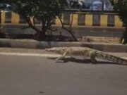 વડોદરામાં MS યુનિ.ના કેમ્પસમાં મગર દેખાતા વિદ્યાર્થીઓમાં મચી ભાગદોડ