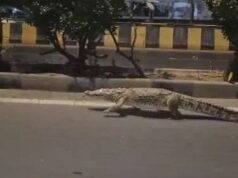 વડોદરામાં ઉર્મી બ્રિજ અને ગોકૂલ ડૂપ્લેક્સ પાસે 10 ફુટના બે મગરોનું રેસ્ક્યુ કરાયું