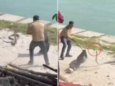 હરિદ્વારમાં, ગુસ્સે થયેલા કોબ્રાને પકડવા માટે મારે પરસેવો પાડવો પડ્યો, મેં તેને સ્પર્શ કરતાં જ તે એવો ‘ગુસ્સે દેખાવ’ બતાવ્યો કે તે વ્યક્તિ પાછળ હટી ગયો.